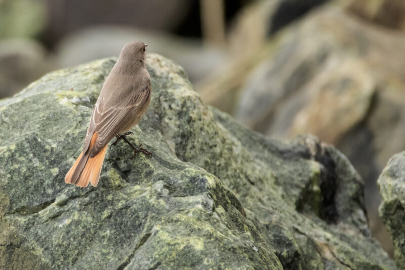 Rougequeue noir femelle